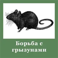Ювенальные крысы Ювенальные крысы