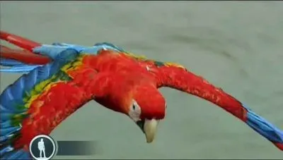 BBC: Мир с высоты птичьего полета. Южная Америка / Earthflight. South America (2011) HDRip