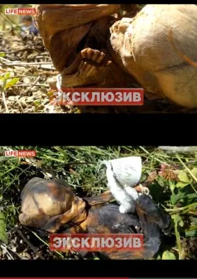 Заклание Крымска. Потрава водоемов. Манипуляции с человечиной