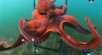 Пришельцы со дна океана / Aliens of the Deep Sea (2011) SATRip