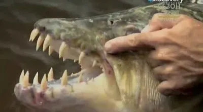 Речные монстры. Азиатский убийца / River monsters. Asian Slayer (2012) SATRip