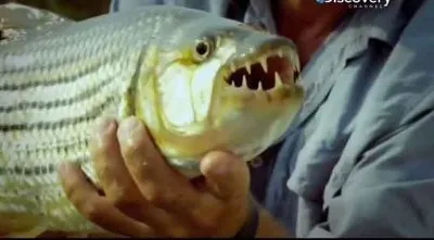 Речные монстры. Хищная стая / River monsters. Pack of Teath (2012) SATRip