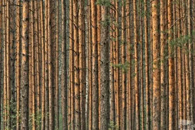 40 лучших фотографий России в 2012г.
