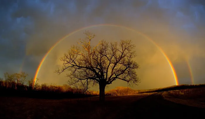 uploads/posts/2013-01/1358534407_rainbowandtree.webp