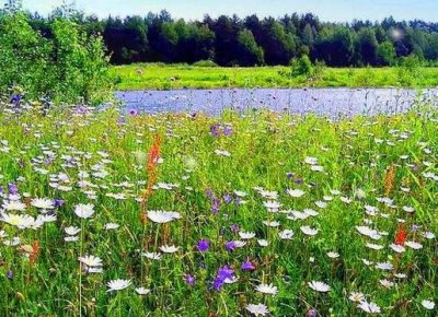 Травничество Травничество
