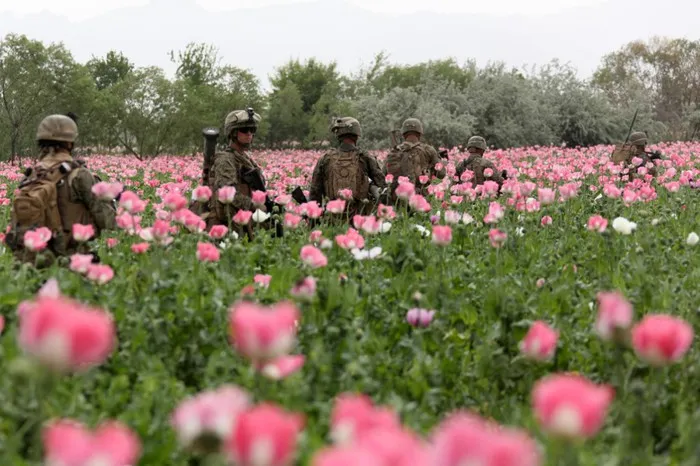 uploads/posts/2013-04/1367195247_90759302_5023265_usnatopoppies21024x682.webp