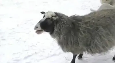 Знаете ли вы значение слов? 