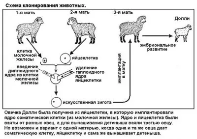 Клонирование — ужасное преступление, хуже аборта!!! Обязательно читайте вывод в конце!