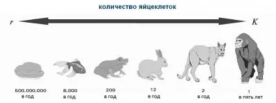 Новая теория расовых различий.