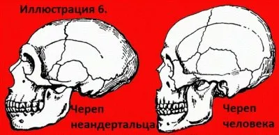 Неандерталец, найденный в льдах Альп. Человек действительно не произошёл от неандертальца.