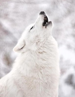 Культ волка: волк в поверьях славян