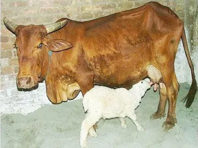 Правда и ложь о молоке и молочных продуктах