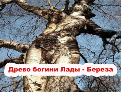Священные деревья Славян: Древо богини Лады - Береза Священные деревья Славян: Древо богини Лады - Береза