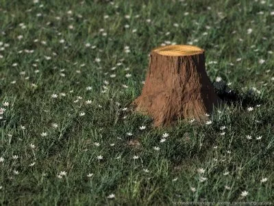 Не верь своим глазам. На Земле ЛЕСОВ НЕТ! АПОКАЛИПСИС - это ОТКРЫТИЕ занавеса С СОБСТВЕННЫХ Очей и Сердец.