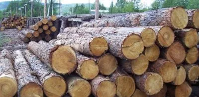 Каждый россиянин имеет право бесплатно получить 150 кубов леса на строительство дома