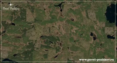 Проблема вырубки леса в Карелии