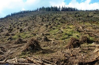 300,000 гектар леса отдали под спил в Тверской области