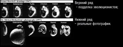 Эмбрионы Геккеля - ложь эволюционистов