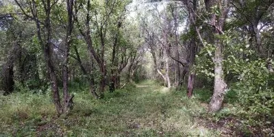 Дивный сад, которому обязательно быть